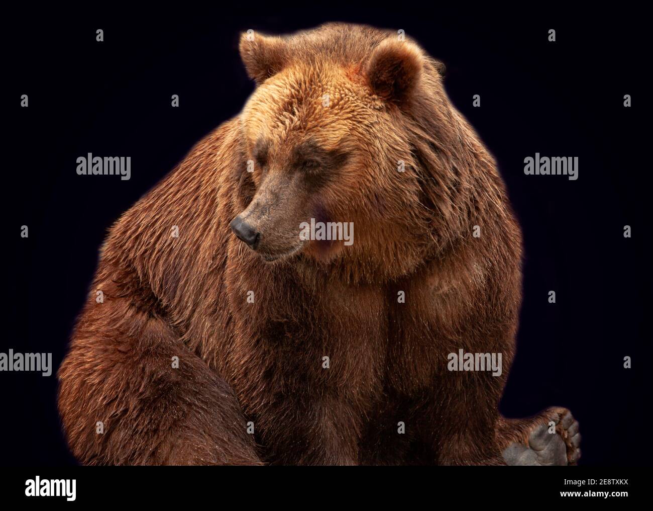 Brown bear isolated on a black background Stock Photo - Alamy