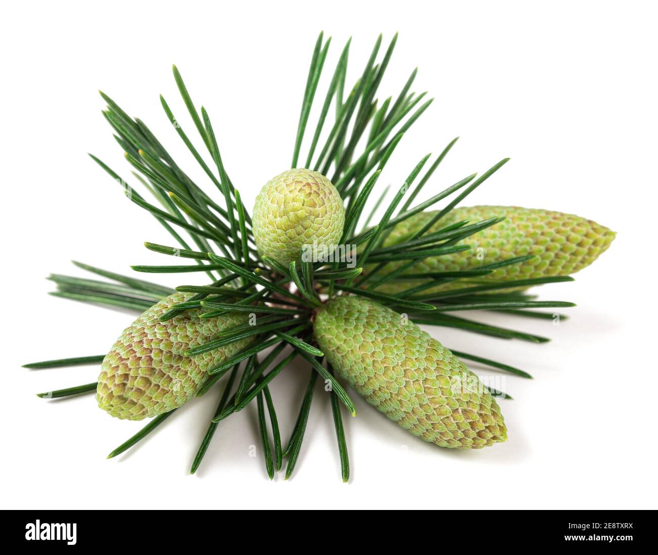 Cedrus deodara branch with cones isolated on white background Stock Photo