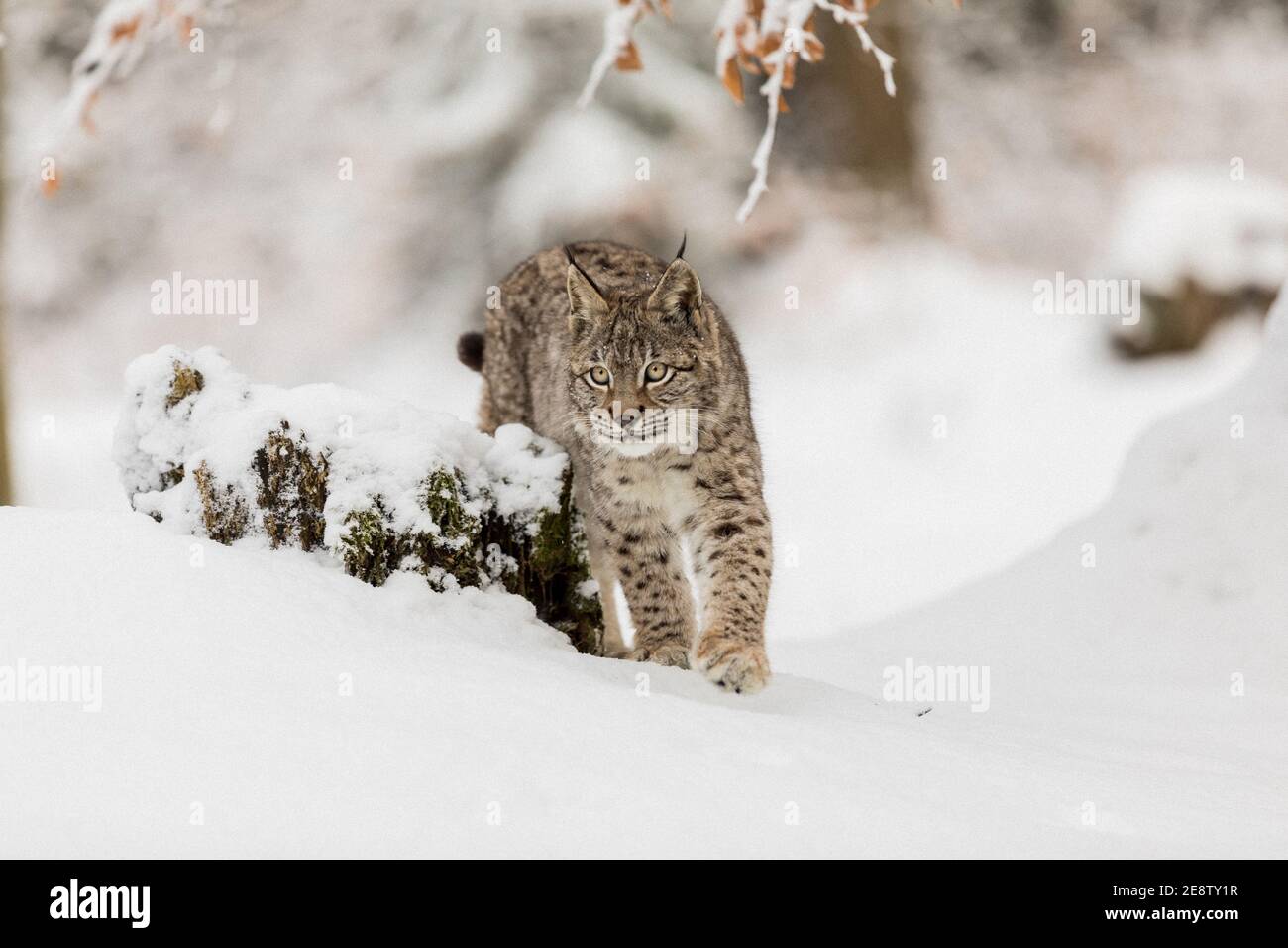 Eurasian Lynx, wild baby cat in the forest with snow. Wildlife scene from winter nature. Cute baby cat in habitat, cold condition. Stock Photo
