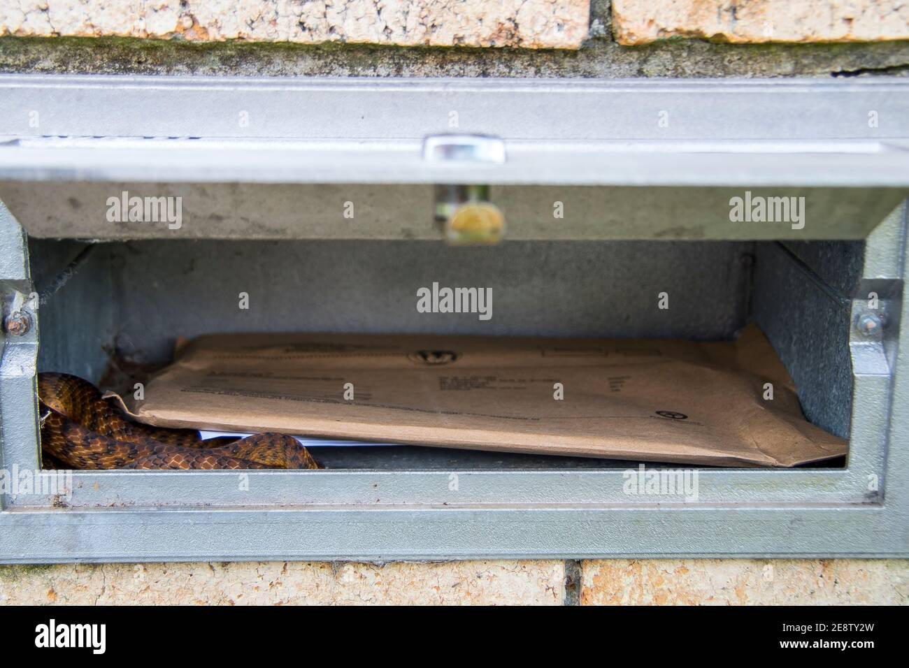 A brown tree snake (Boiga irregularis) invading a mail box with the letters in the post. Queensland, Australia. Stock Photo