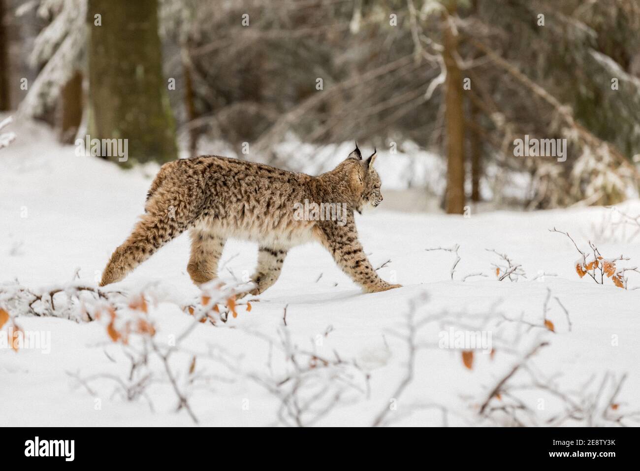 Eurasian Lynx, wild baby cat in the forest with snow. Wildlife scene from winter nature. Cute baby cat in habitat, cold condition. Stock Photo