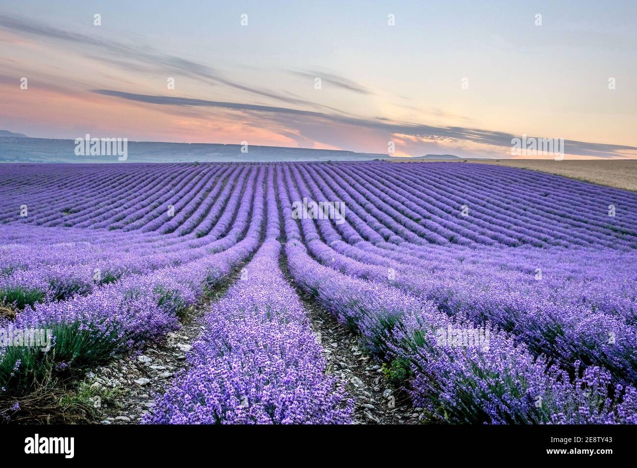 Beautiful lavender field with long purple rows Stock Photo - Alamy