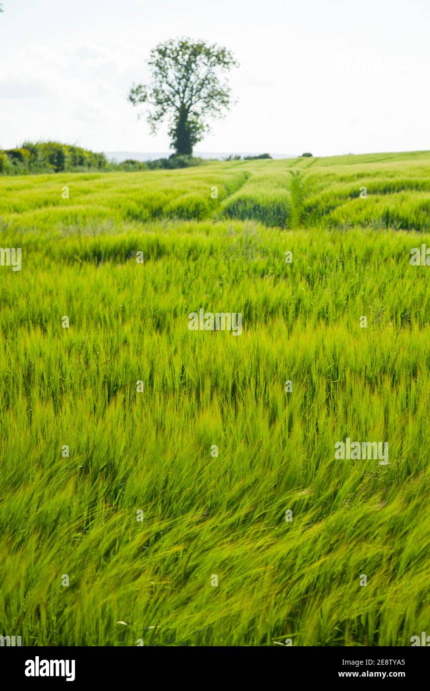 Paisaje en primavera hi-res stock photography and images - Alamy