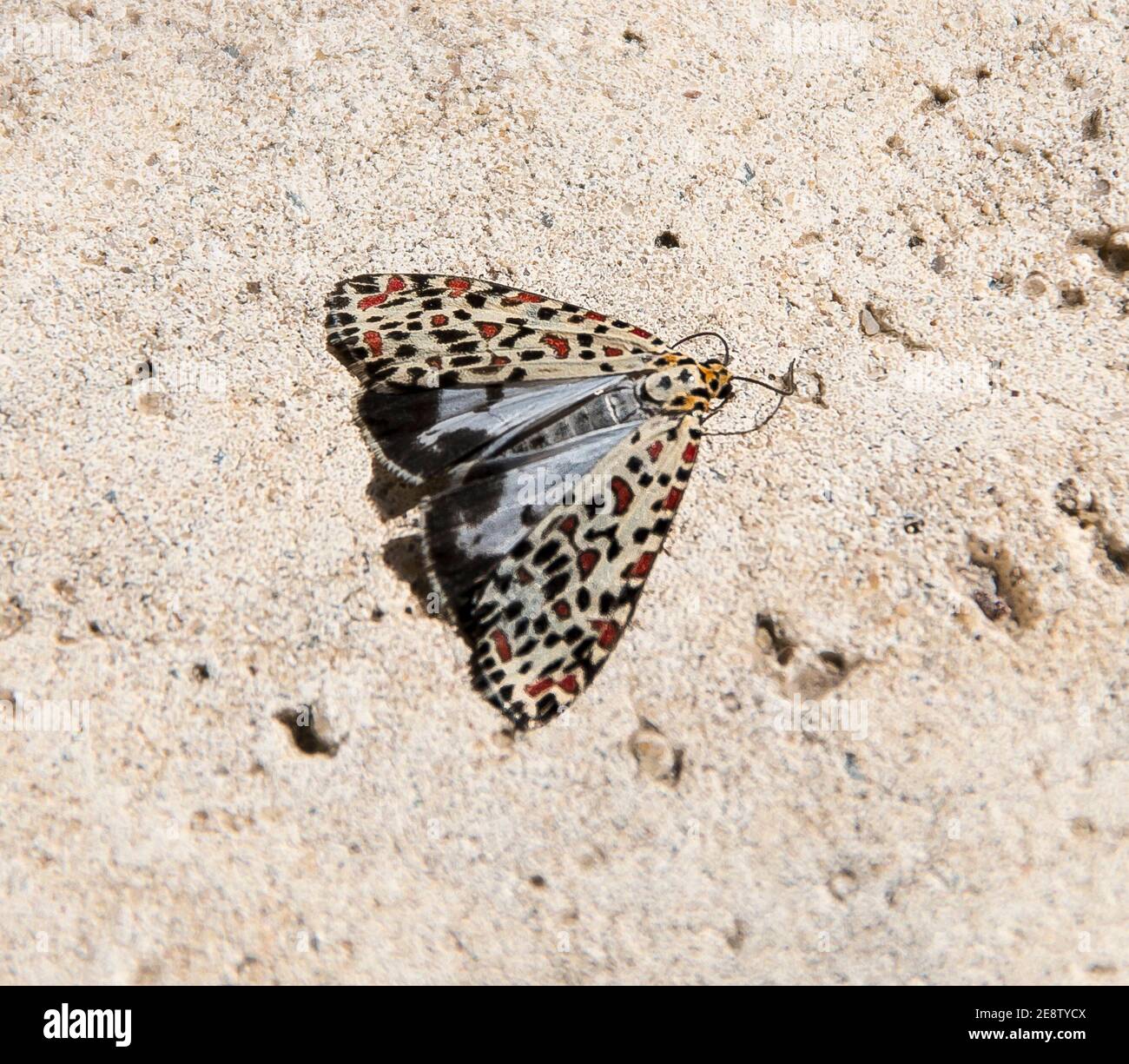Heliotrope moth, utetheisa pulchelloides, on a sunlit path. Wings folded to show small spotted pattern. Queensland, Australia. Stock Photo