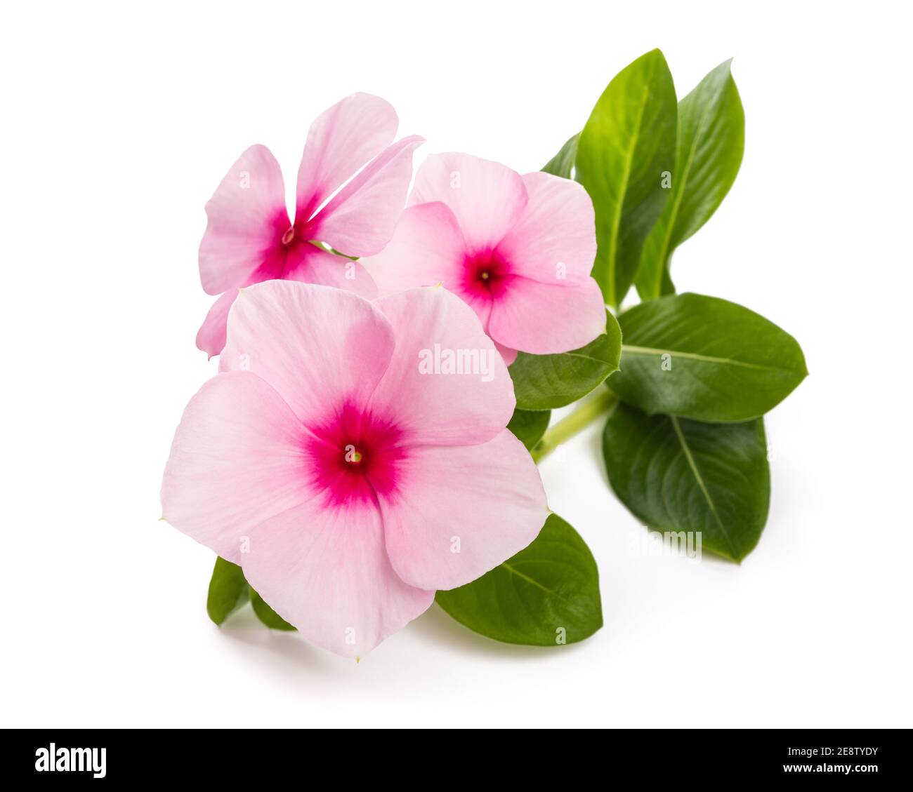 Madagascar periwinkle flowers isolated on white background Stock Photo