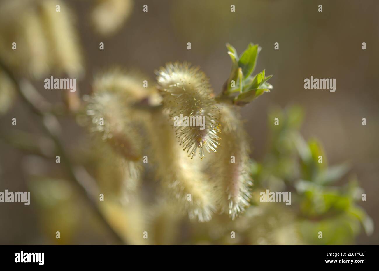 Flora of Gran Canaria -  Salix canariensis, Canary Islands willow, soft light yellow catkins flowering in winter Stock Photo