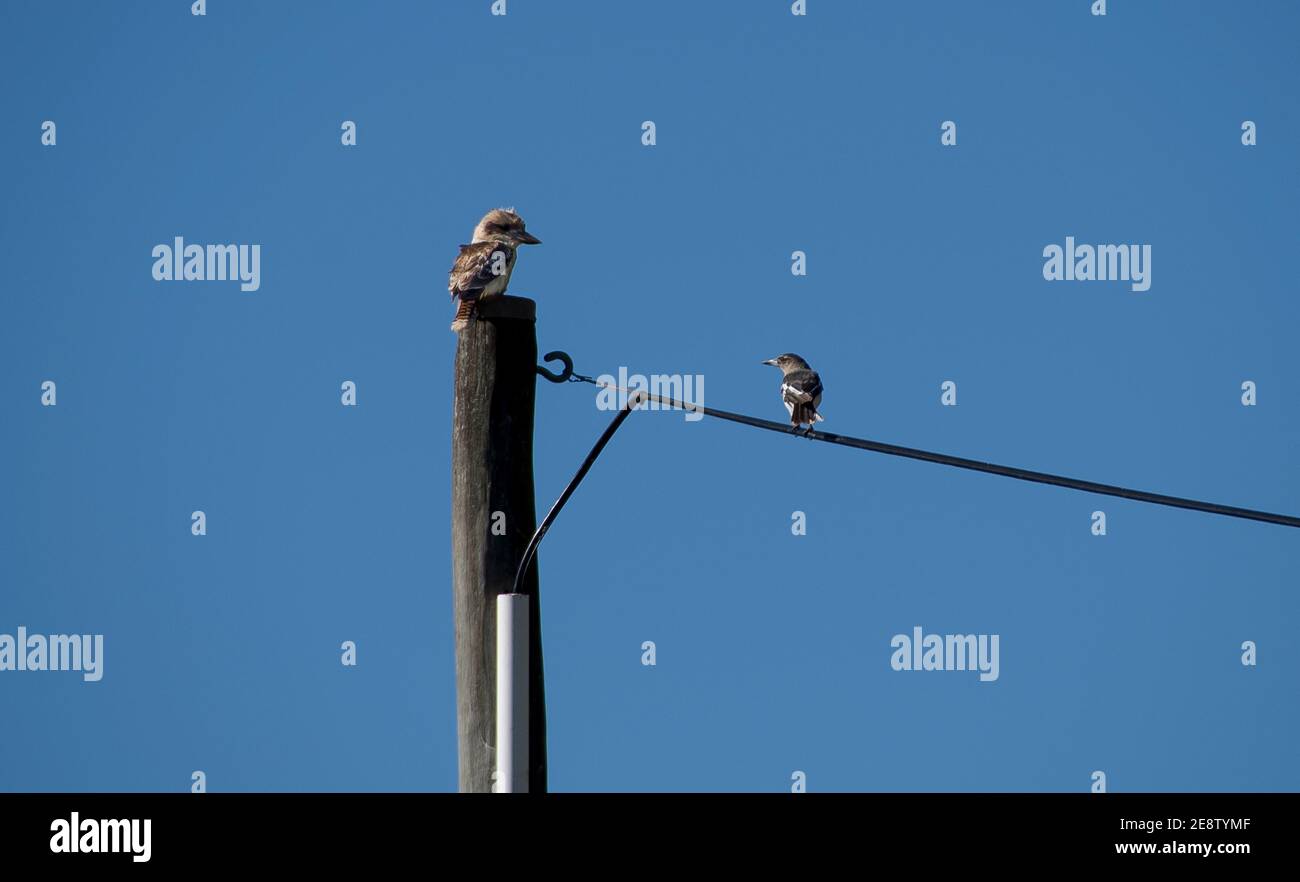 A kookaburra (dacelo) and a pied butcherbird (Cracticus nigrogularis) perched on an electricity cable looking at each other. Queensland, Australia. Stock Photo