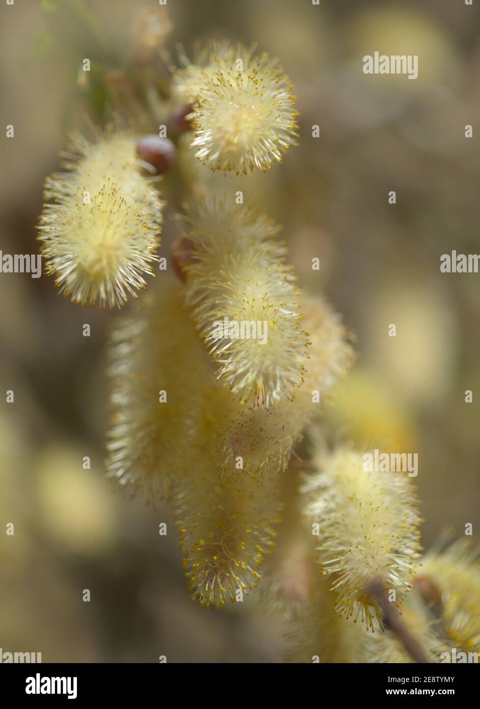 Flora of Gran Canaria -  Salix canariensis, Canary Islands willow, soft light yellow catkins flowering in winter Stock Photo