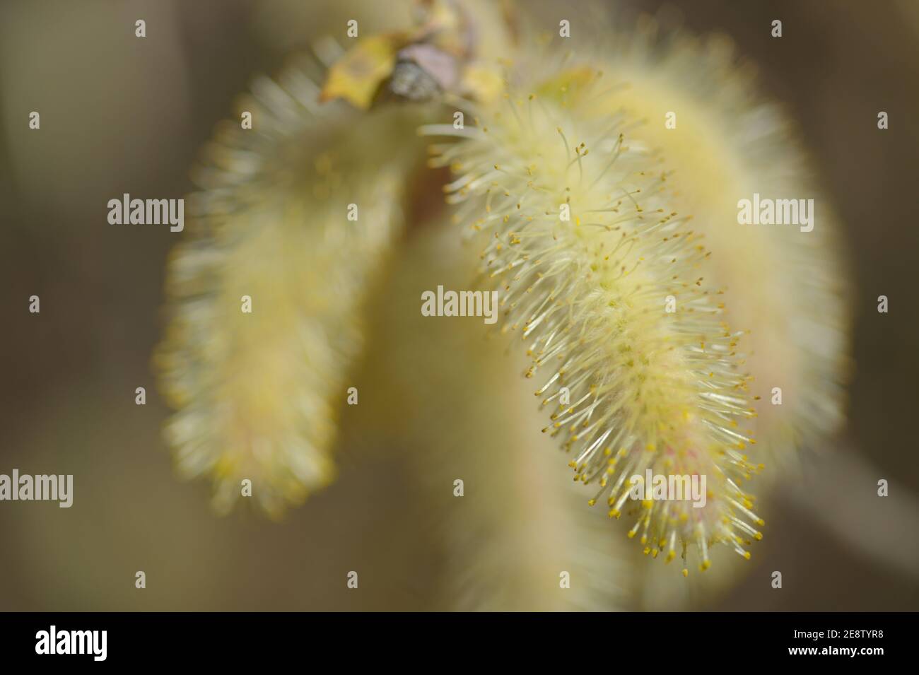 Flora of Gran Canaria -  Salix canariensis, Canary Islands willow, soft light yellow catkins flowering in winter Stock Photo