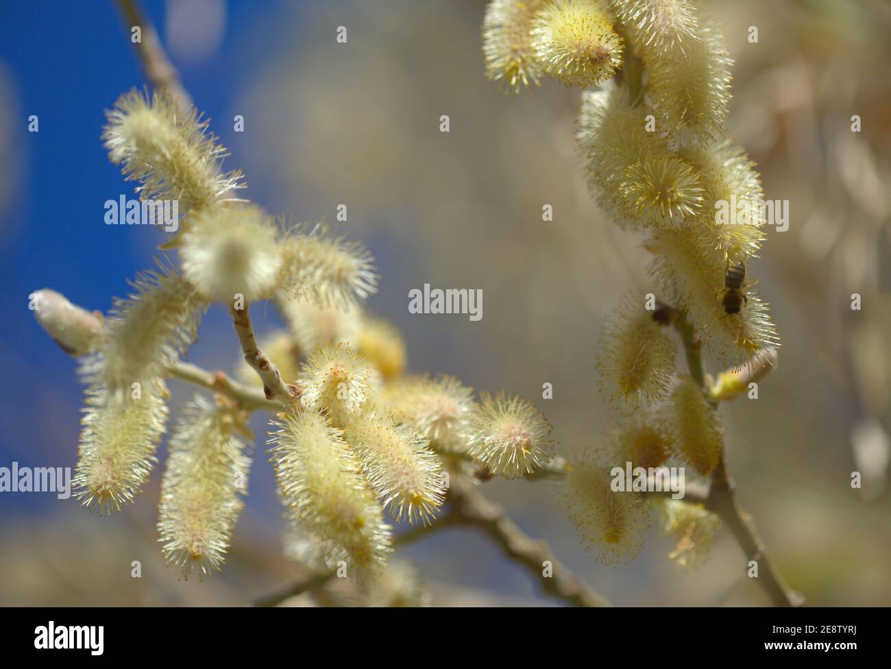 Flora of Gran Canaria -  Salix canariensis, Canary Islands willow, soft light yellow catkins flowering in winter Stock Photo