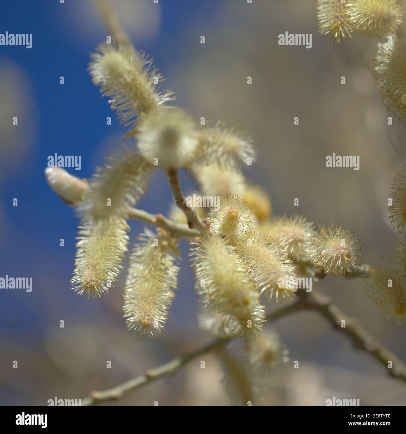 Flora of Gran Canaria -  Salix canariensis, Canary Islands willow, soft light yellow catkins flowering in winter Stock Photo