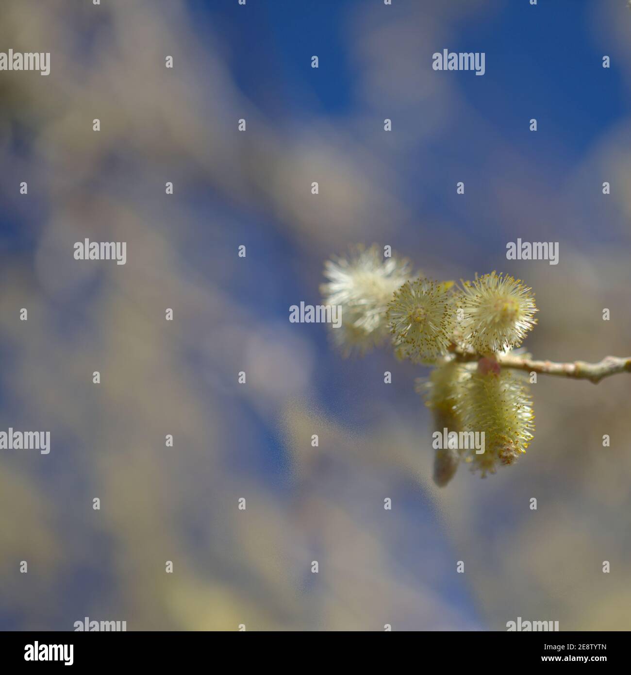 Flora of Gran Canaria -  Salix canariensis, Canary Islands willow, soft light yellow catkins flowering in winter Stock Photo