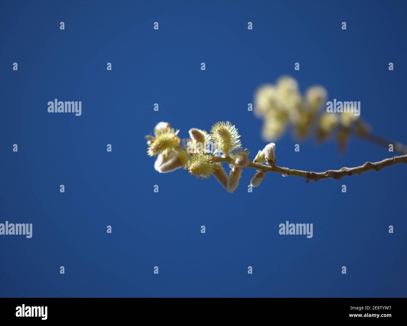 Flora of Gran Canaria -  Salix canariensis, Canary Islands willow, soft light yellow catkins flowering in winter Stock Photo