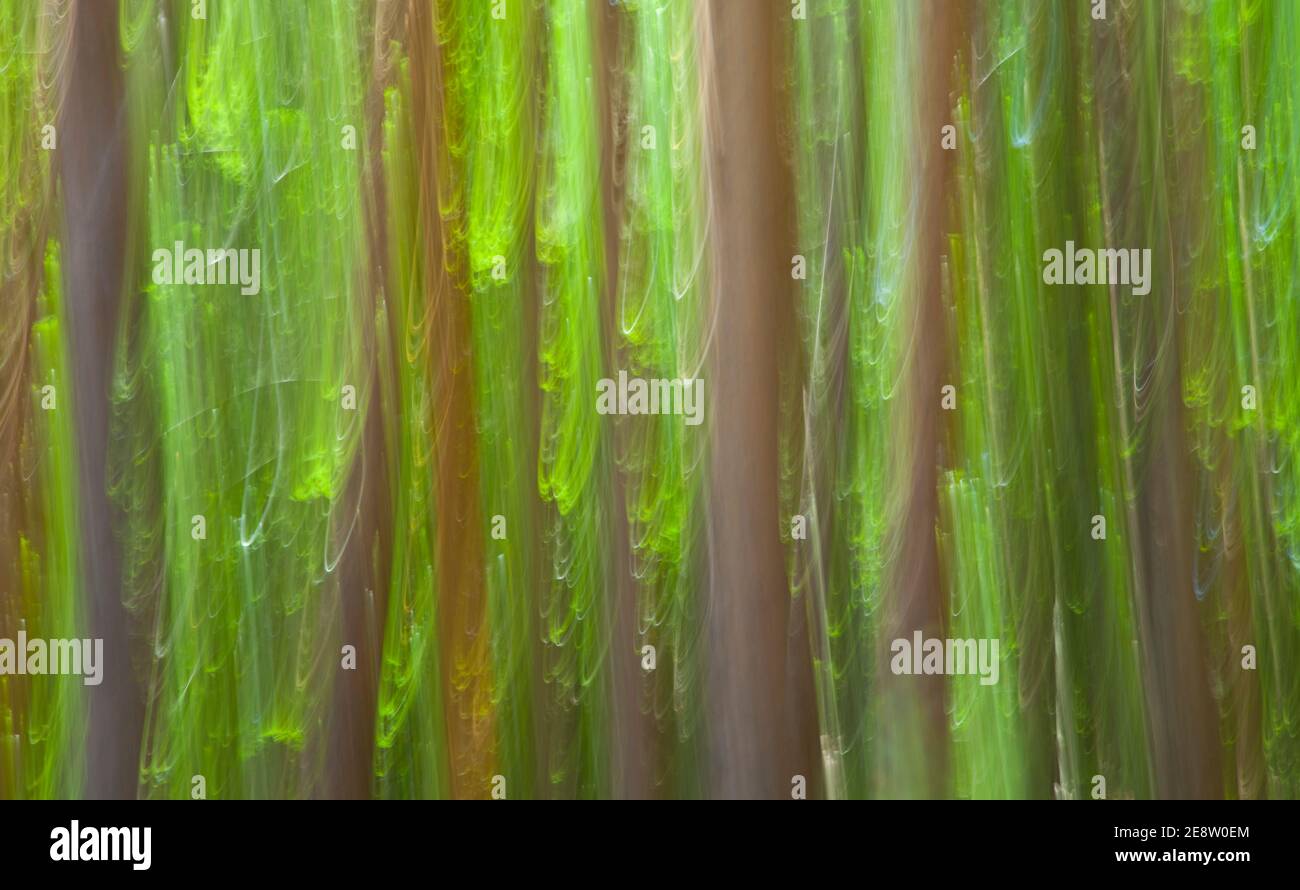 Pino silvestre pinus sylvestris hi-res stock photography and images - Alamy