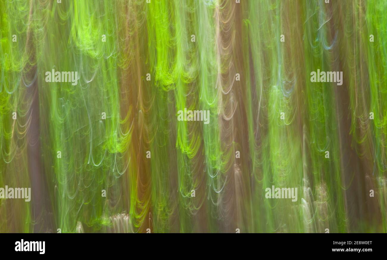 Pino silvestre pinus sylvestris hi-res stock photography and images - Alamy