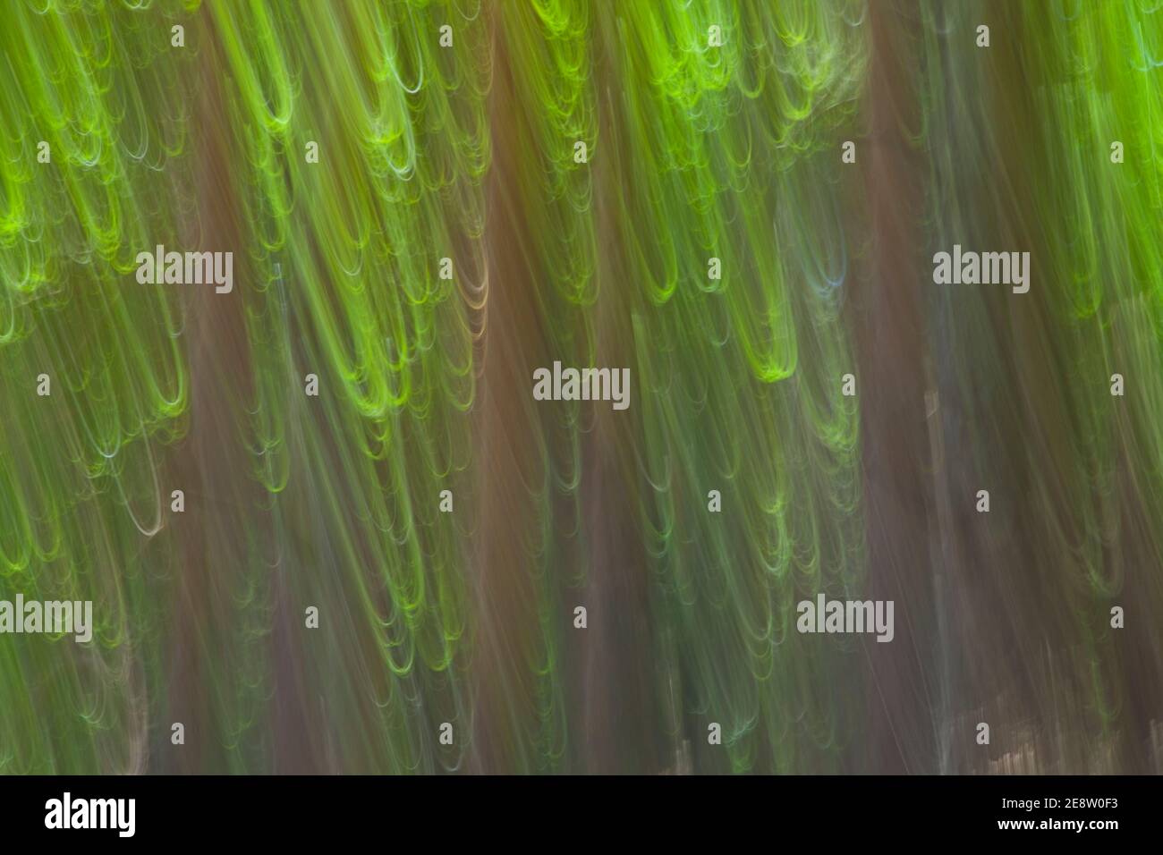 Pino silvestre pinus sylvestris hi-res stock photography and images - Alamy