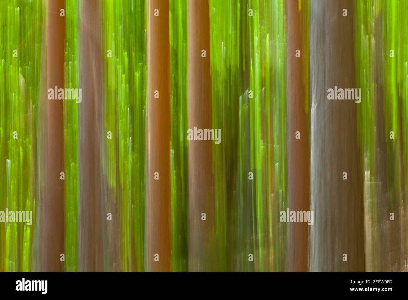 Pino silvestre pinus sylvestris hi-res stock photography and images - Alamy