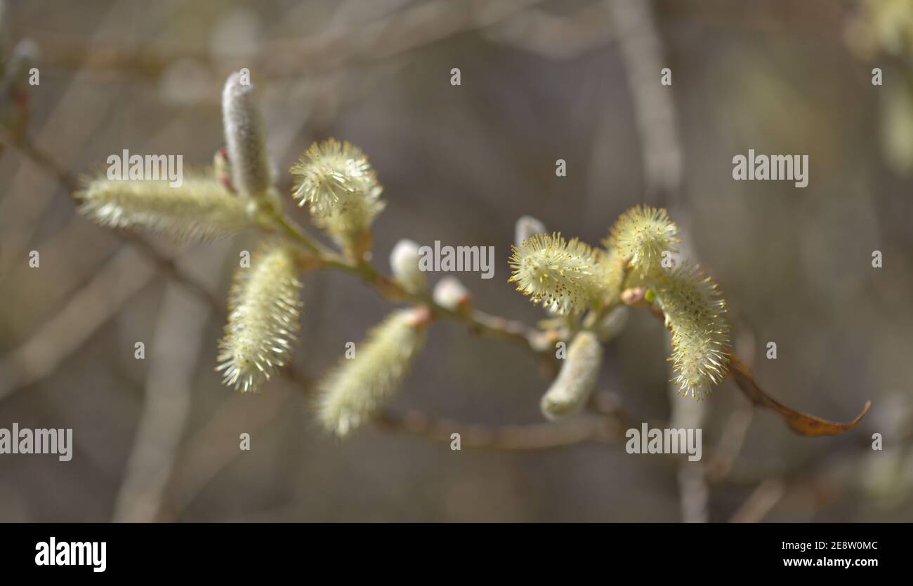 Flora of Gran Canaria -  Salix canariensis, Canary Islands willow, soft light yellow catkins flowering in winter Stock Photo