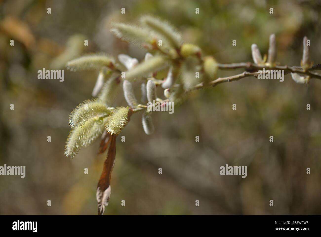 Flora of Gran Canaria -  Salix canariensis, Canary Islands willow, soft light yellow catkins flowering in winter Stock Photo