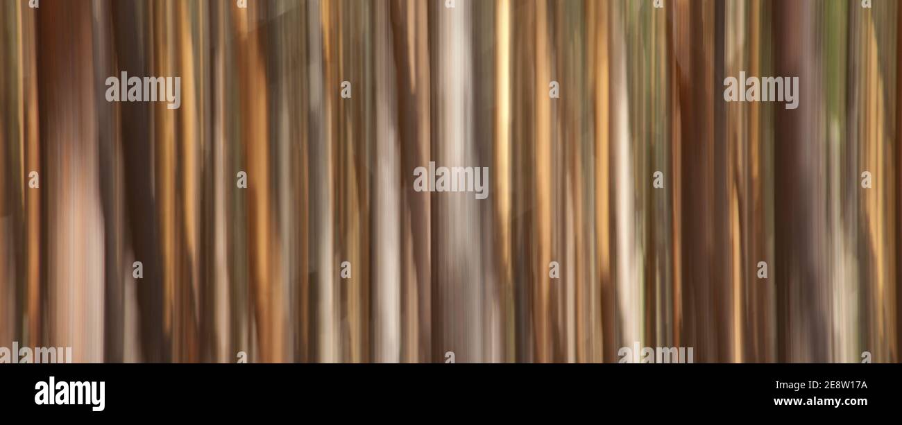 Pino silvestre pinus sylvestris hi-res stock photography and images - Alamy