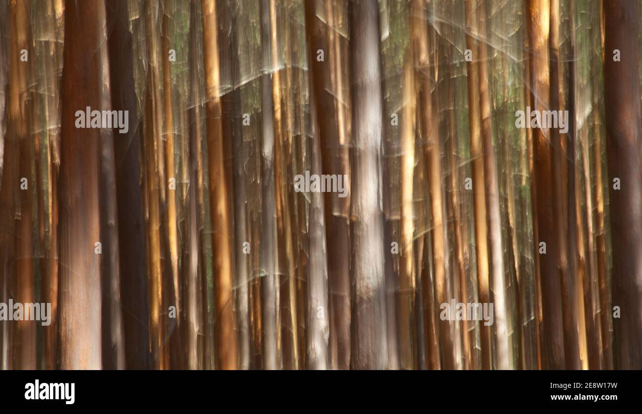 Pino silvestre pinus sylvestris hi-res stock photography and images - Alamy