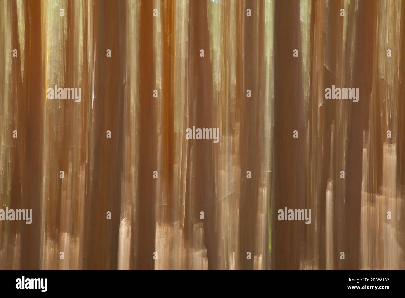 Pino pinus sylvestris hi-res stock photography and images - Alamy