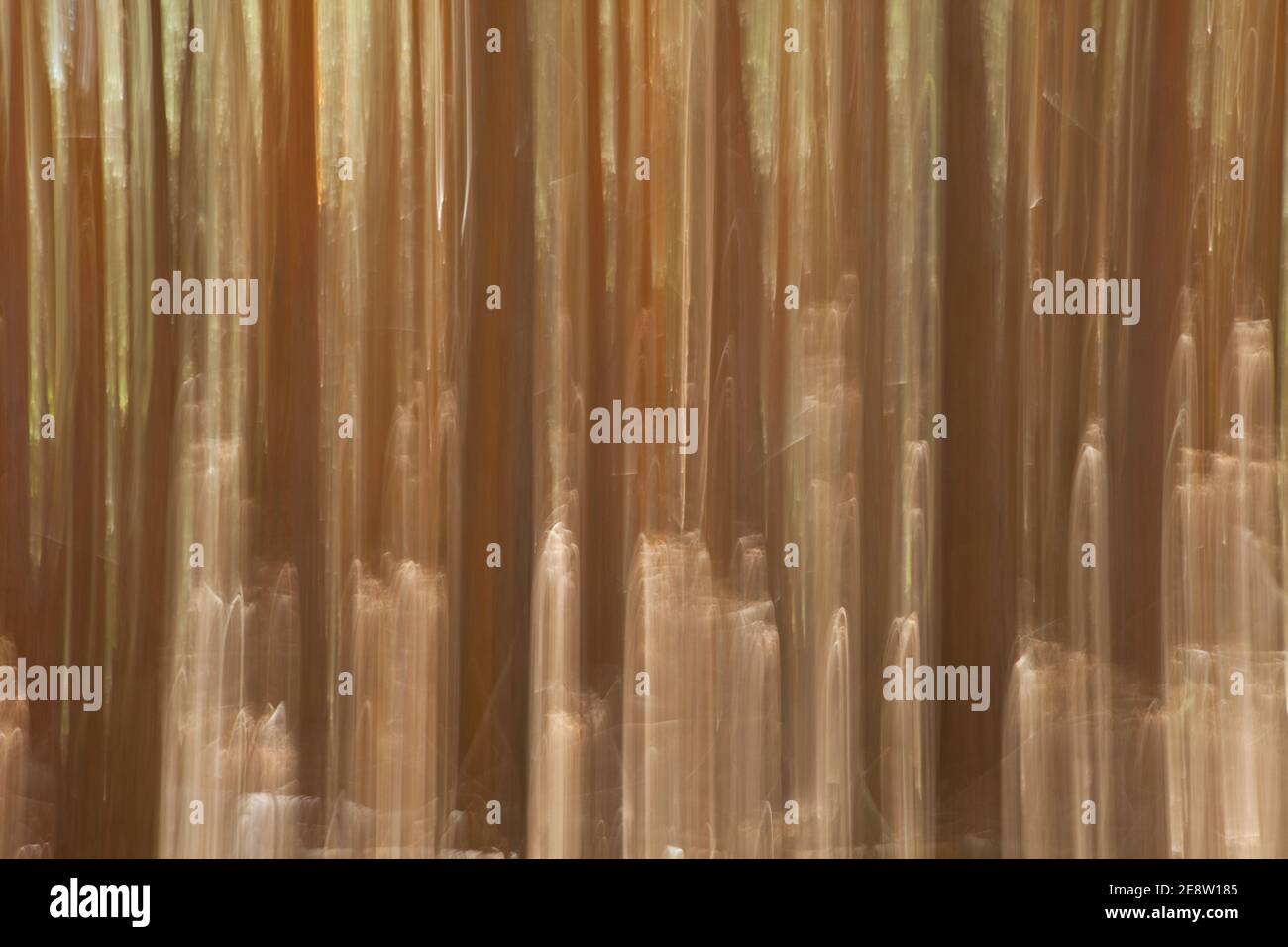 Pino pinus sylvestris hi-res stock photography and images - Alamy