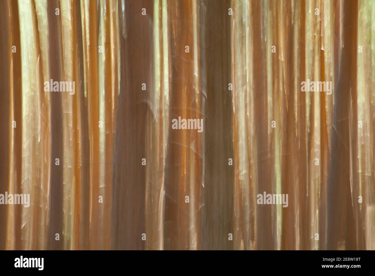 Pino pinus sylvestris hi-res stock photography and images - Alamy