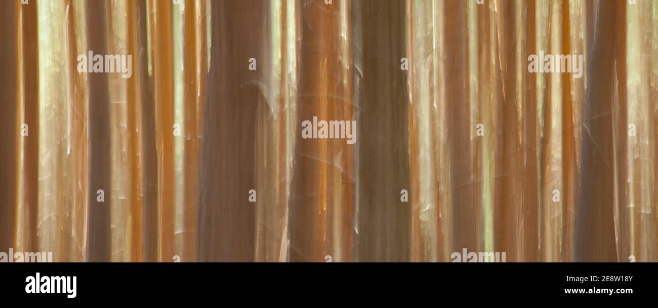 Pino silvestre pinus sylvestris hi-res stock photography and images - Alamy