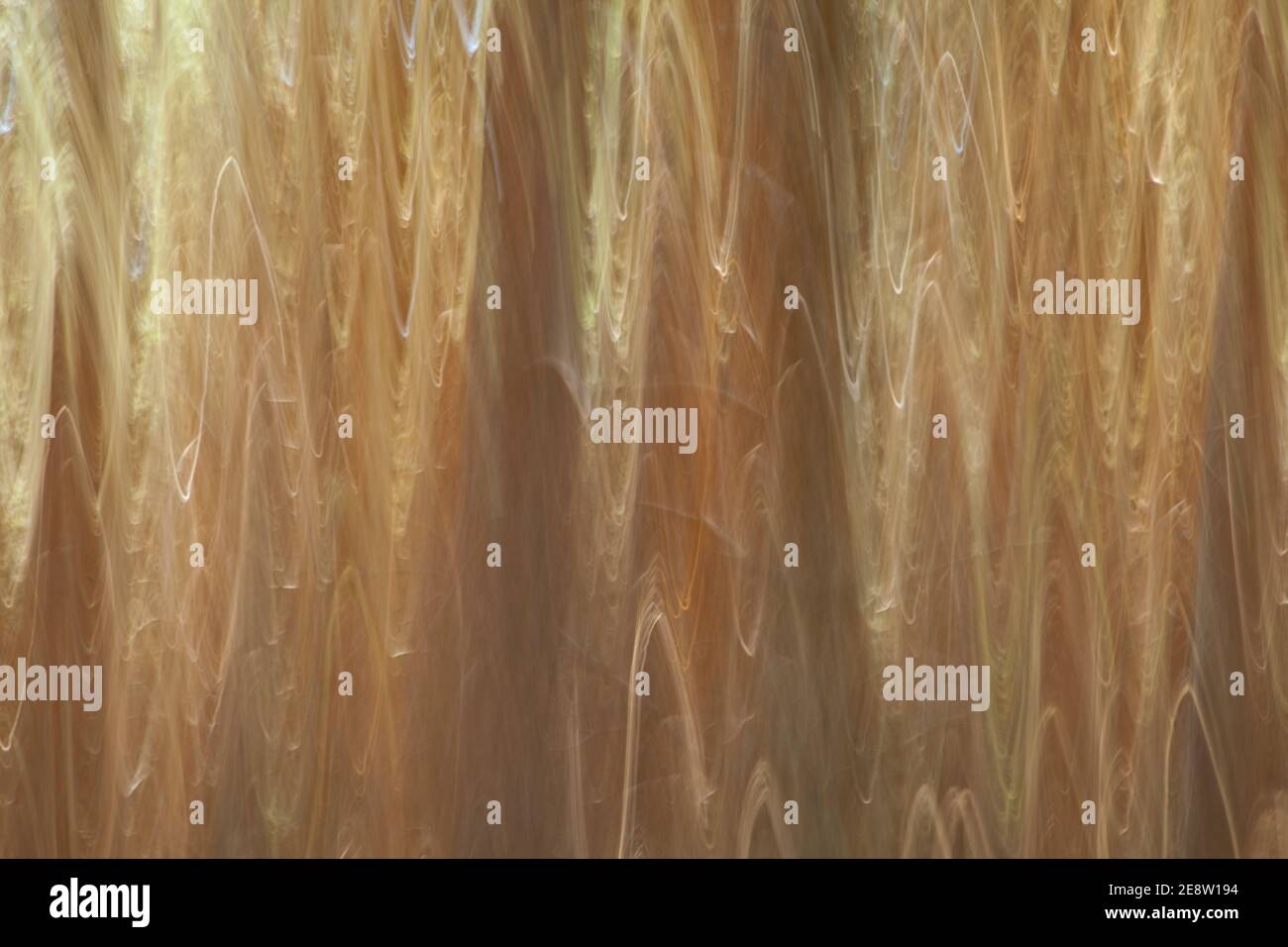 Pino silvestre pinus sylvestris hi-res stock photography and images - Alamy