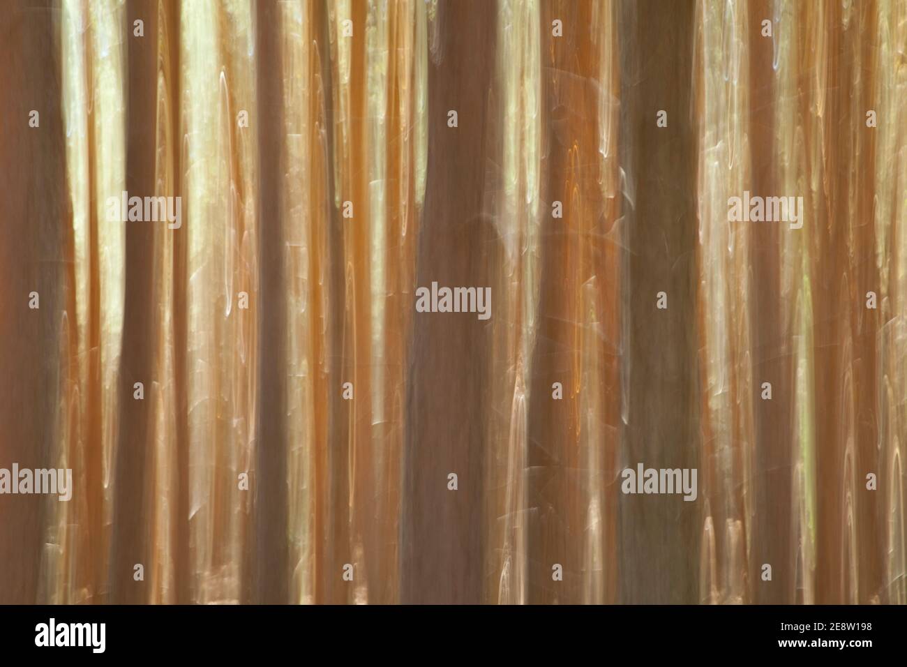 Bosque de pino silvestre hi-res stock photography and images - Alamy