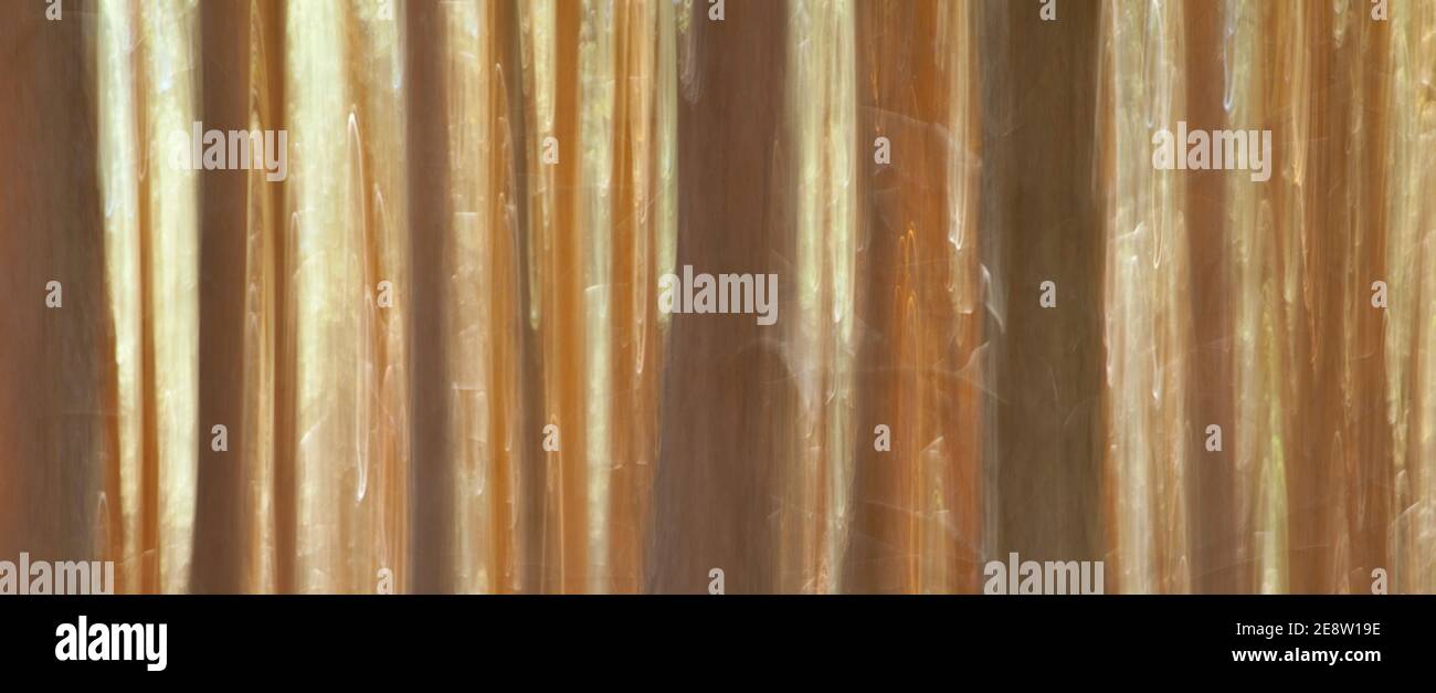 Pino silvestre pinus sylvestris hi-res stock photography and images - Alamy