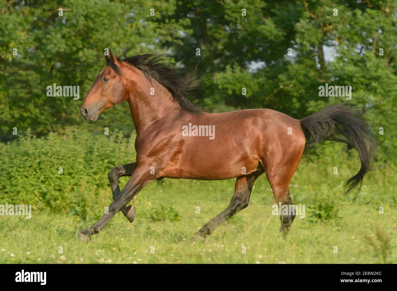 Andulisan PRE stallion galloping in the field Stock Photo