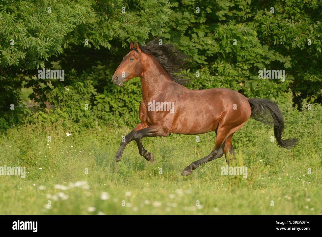 Andulisan PRE stallion galloping in the field Stock Photo