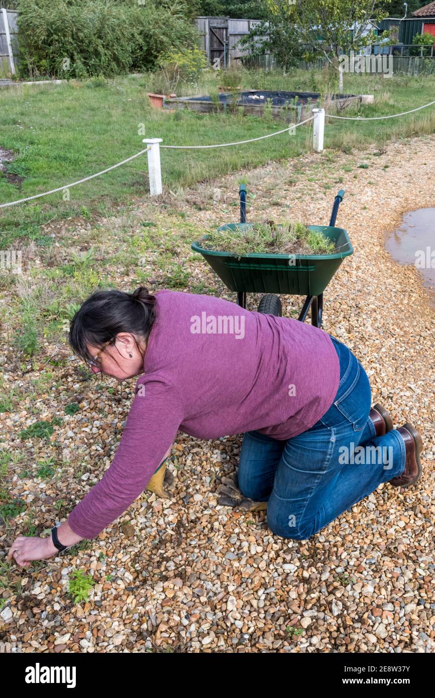 Woman on hands and knees hand weeding a gravel drive. Stock Photo