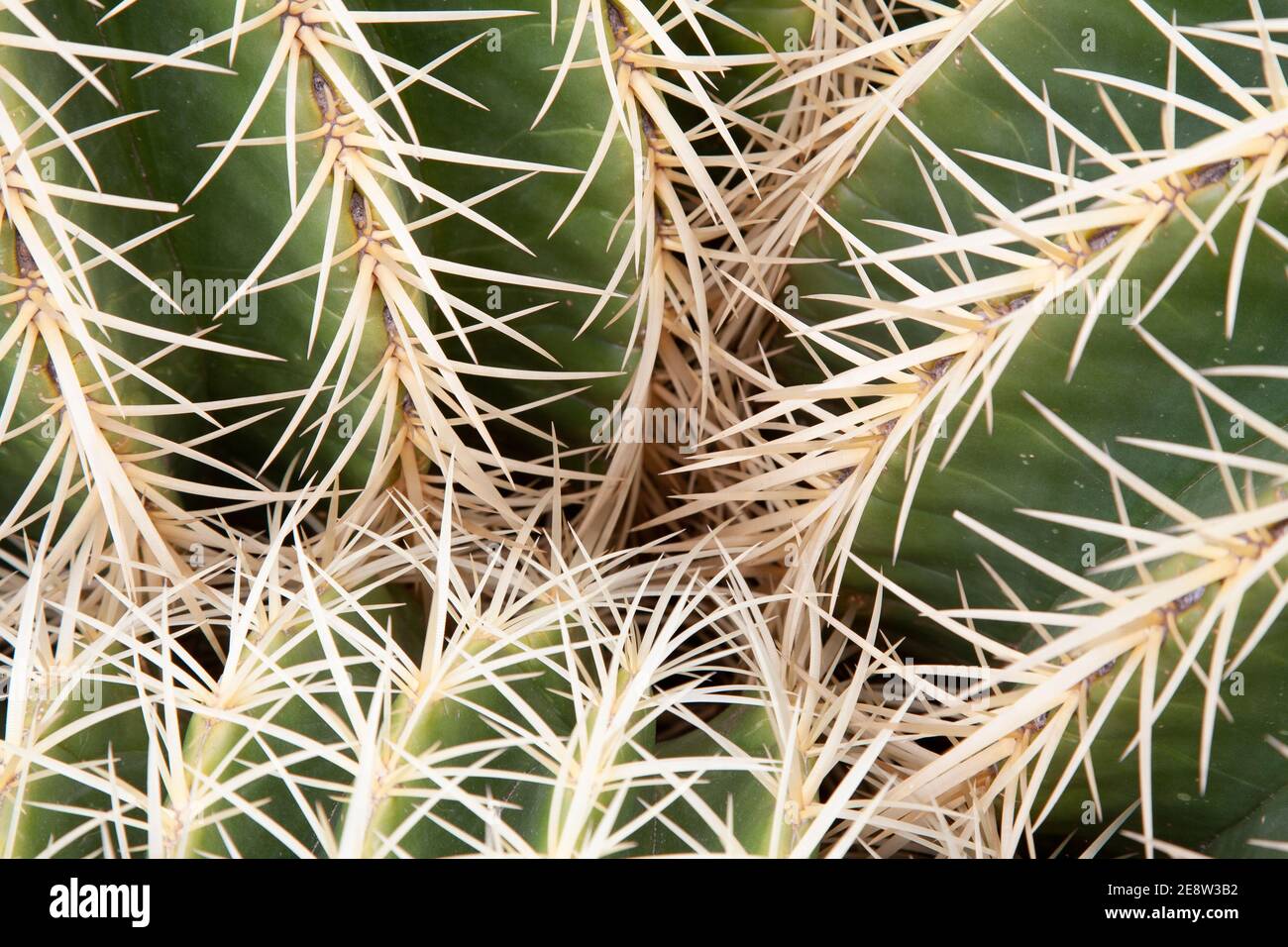 Close up of spines on cactus Stock Photo