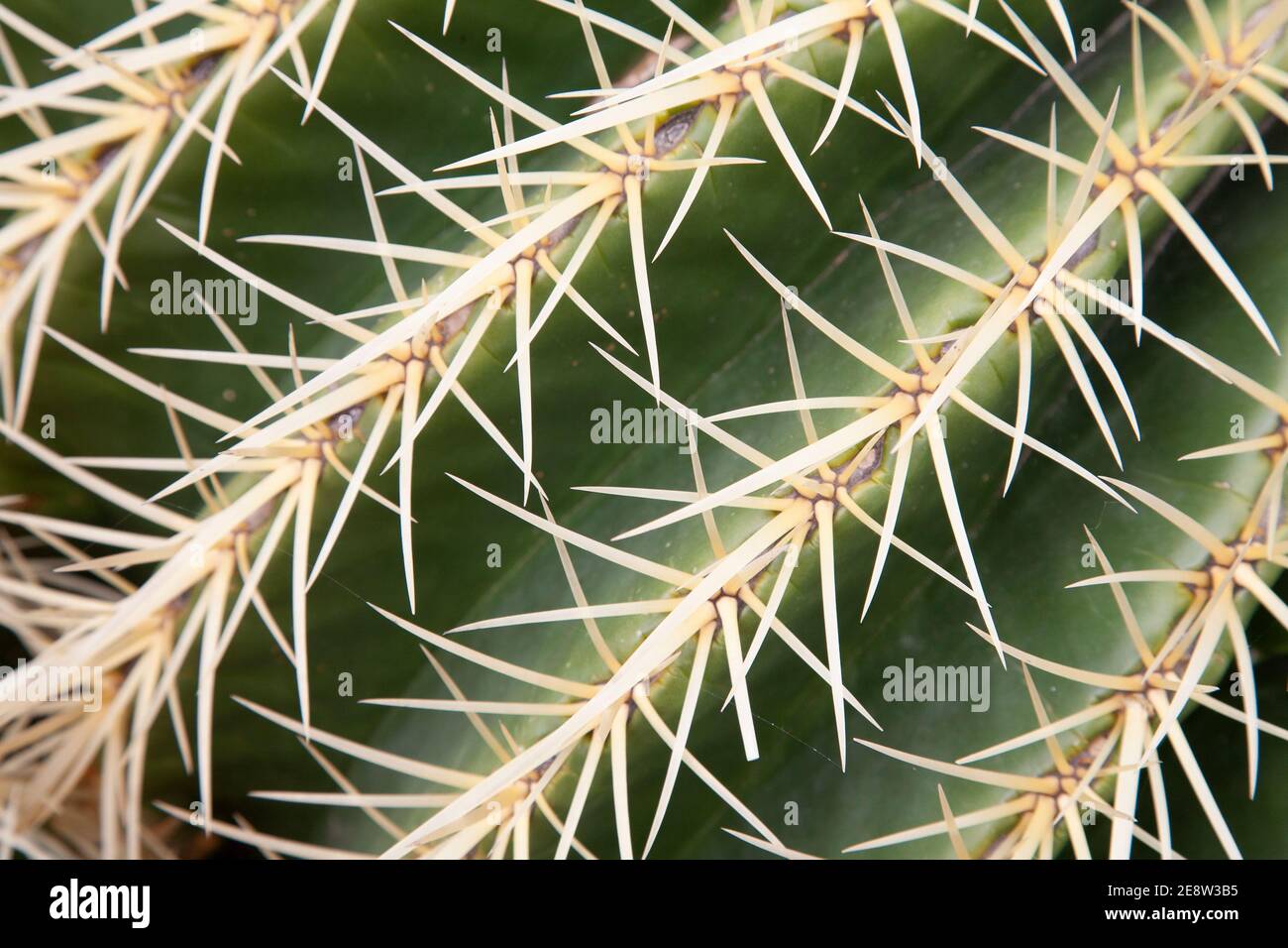 Close up of spines on cactus Stock Photo