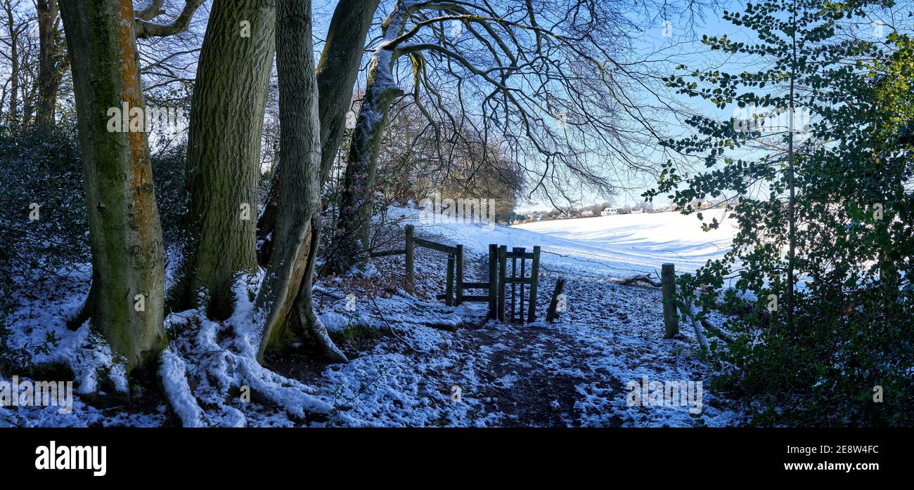 Panoramic photograph of woods in the snow at winter time in The Chilterns,England with footpath leading upto a stile Stock Photo