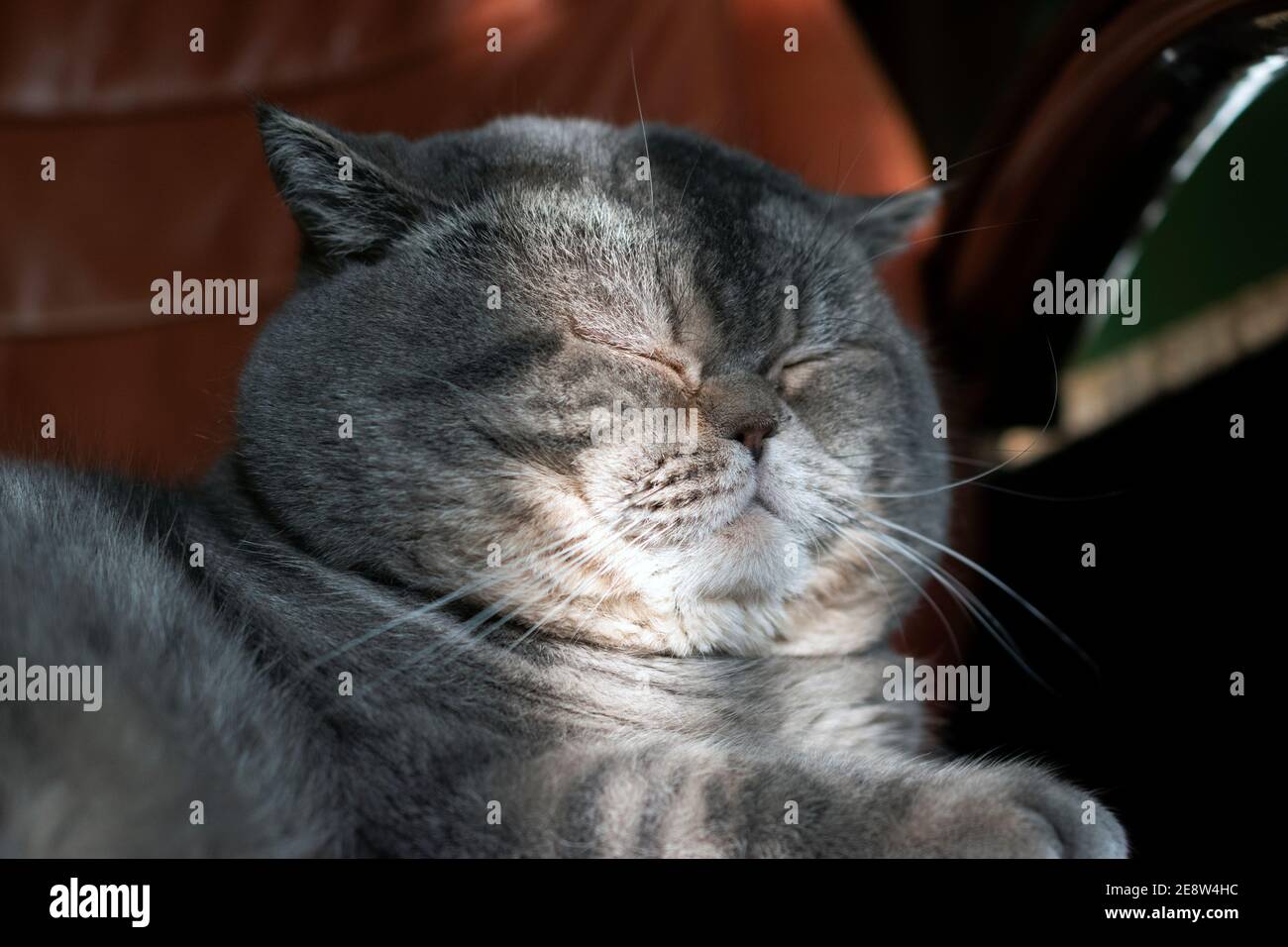 Sleepy British shorthair cat warming up on the sun rays in office chair. Stock Photo