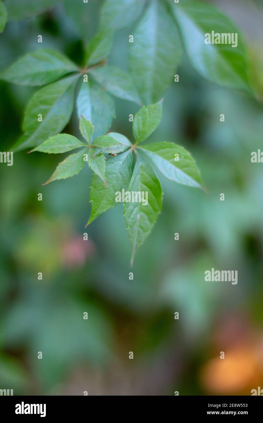 Green leaves of wild grape background. natural texture Stock Photo - Alamy