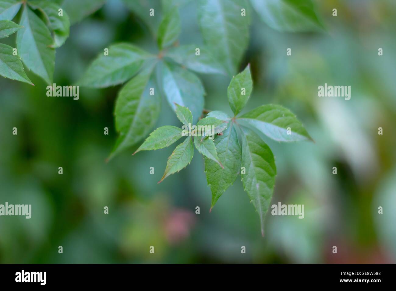 Green leaves of wild grape background. natural texture Stock Photo - Alamy