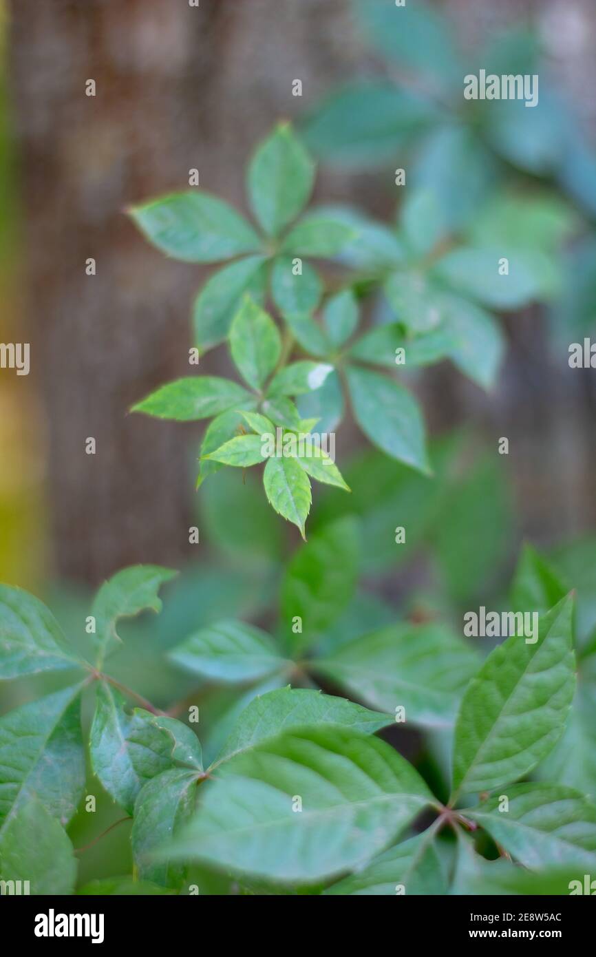 Green leaves of wild grape background. natural texture Stock Photo - Alamy