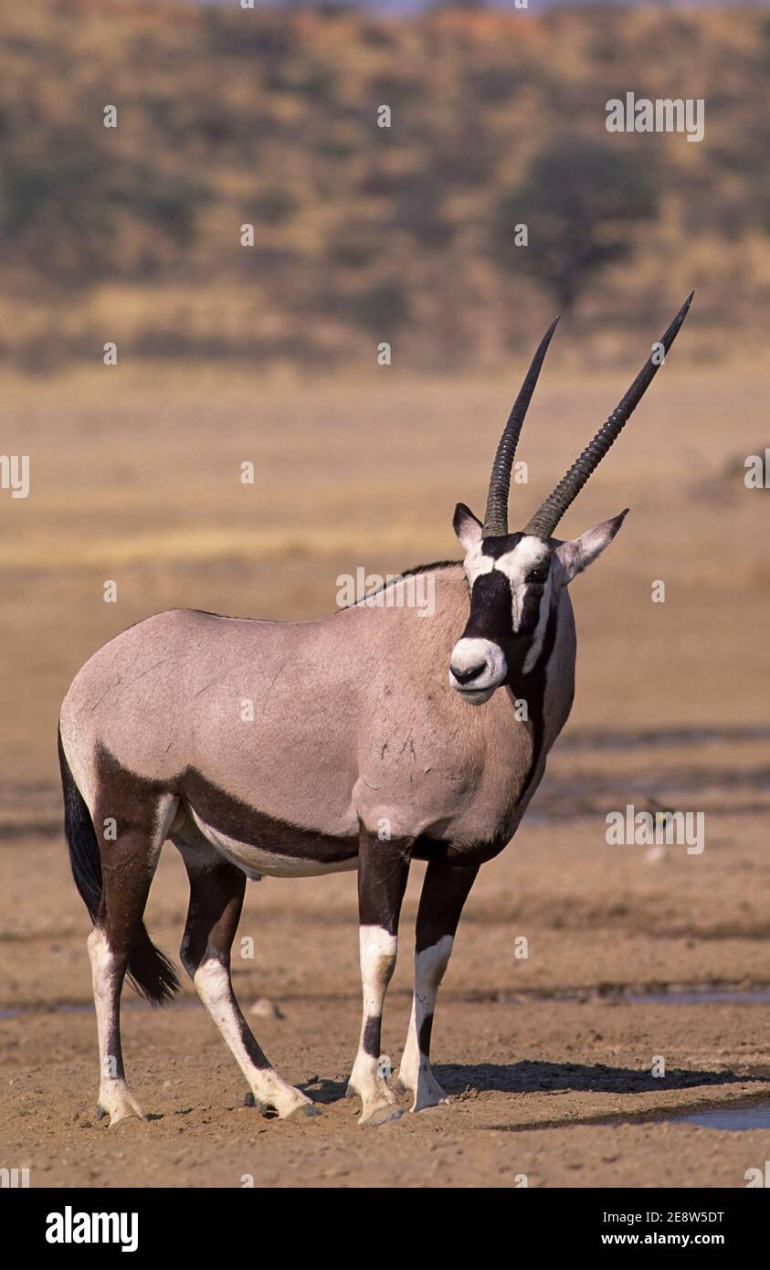 Gemsbok (Oryx gazella), Kgalagadi transfrontier park, South Africa Stock Photo