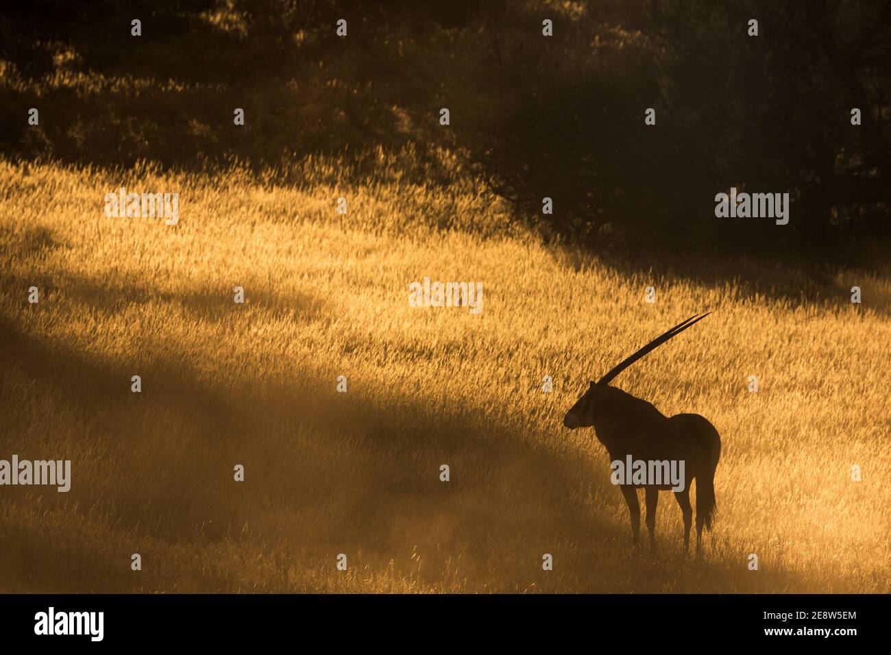 Gemsbok (Oryx gazella), Kgalagadi transfrontier park, South Africa Stock Photo