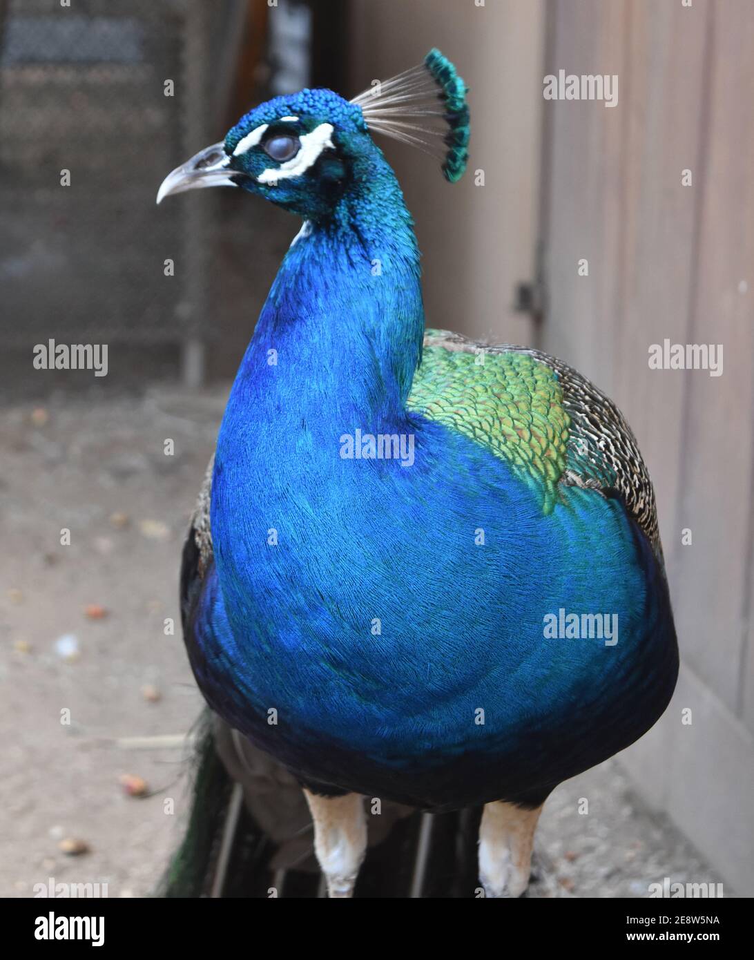 Beautiful cobalt blue peacock bird standing stock still. Stock Photo