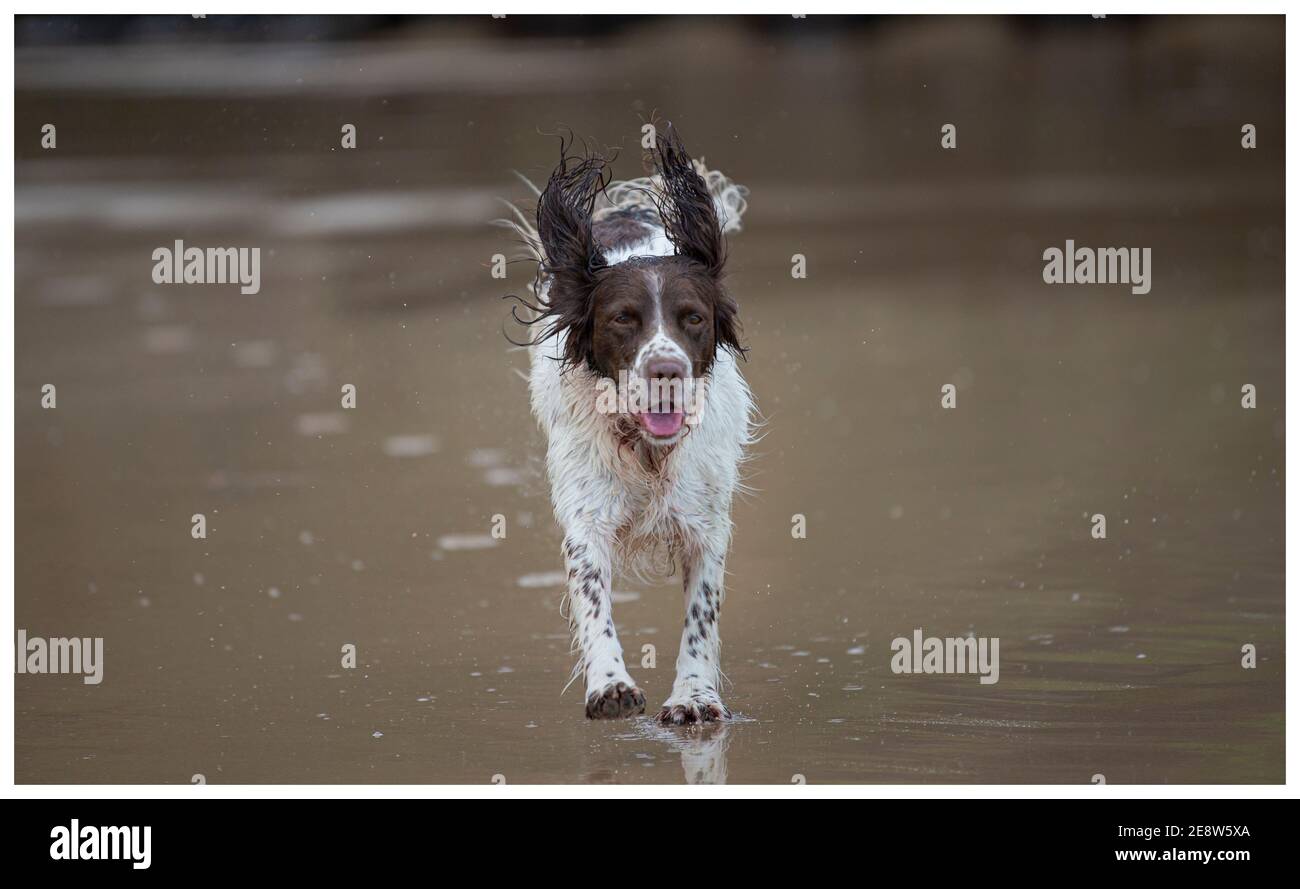 English Springer Spaniel on beach Stock Photo