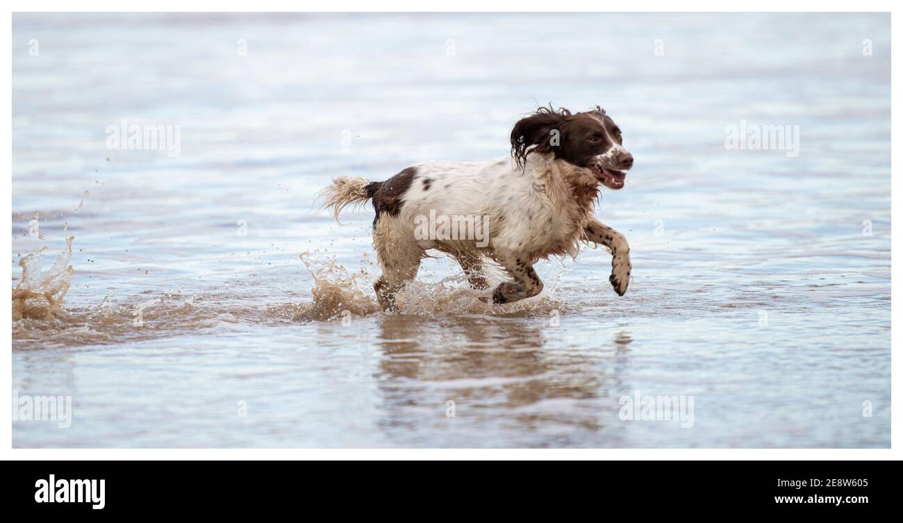 English Springer Spaniel on beach Stock Photo