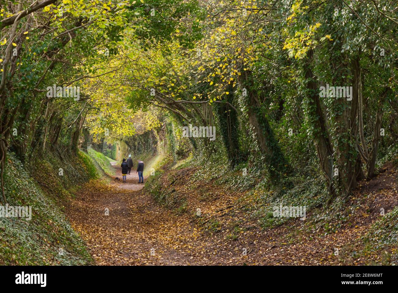 Sunken footpath with overhanging trees forming a tunnel at Halnaker near Chichester, South Downs, West Sussex, England. Autumn (Fall) colours. With pe Stock Photo