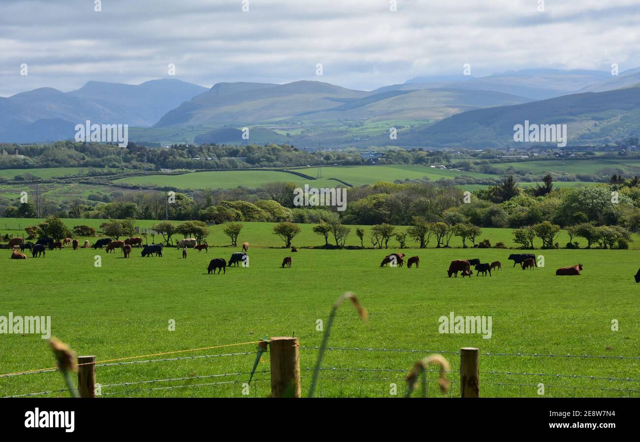 Scattered cows hi-res stock photography and images - Alamy