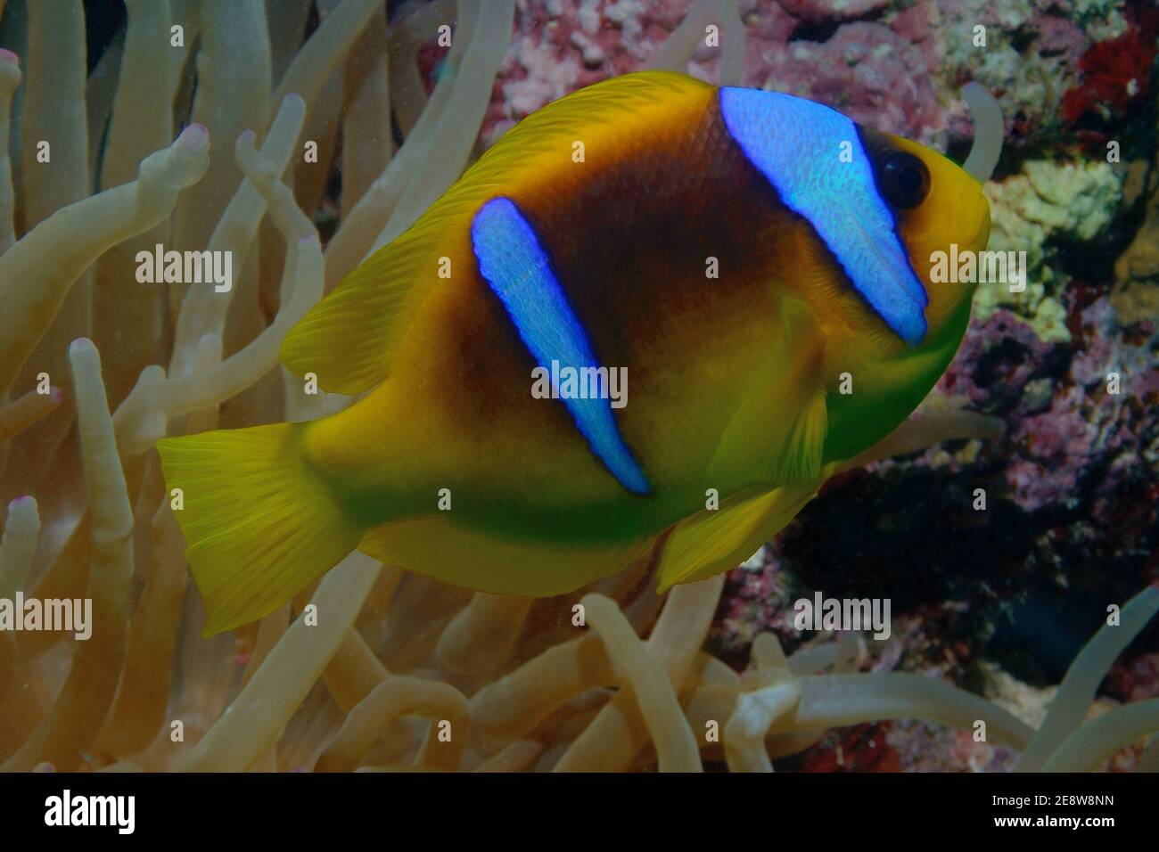 Amphiprion bicinctus, red sea anemonefish, red sea clownfish, Rotmeer-Anemonenfisch, Utopia Beach, Red Sea, Egypt, Rotes Meer, Ägypten Stock Photo